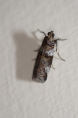 Conobathra hemichlaena