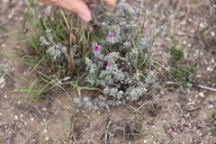 Trichodiadema intonsum