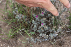 Trichodiadema intonsum