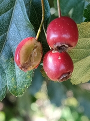 Crataegus