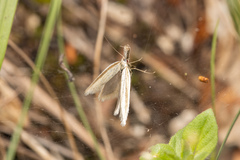 Pleurota aristella