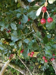 Crataegus
