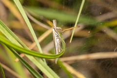 Pleurota aristella