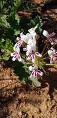 Pelargonium pulchellum
