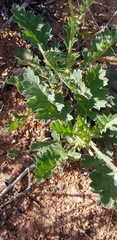 Pelargonium pulchellum