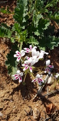 Pelargonium pulchellum