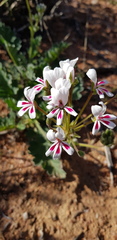 Pelargonium pulchellum