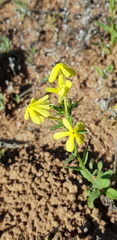Lyperia tristis