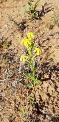 Lyperia tristis