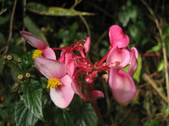 Begonia bracteosa