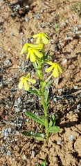 Lyperia tristis