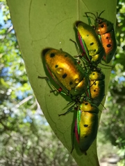 Calliphara