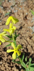 Lyperia tristis