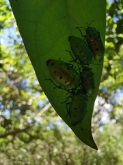 Calliphara