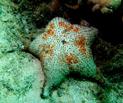 Anthenea sidneyensis