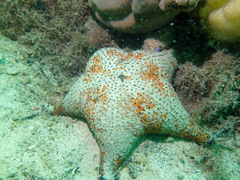Anthenea sidneyensis