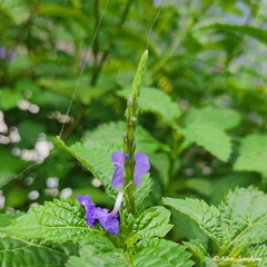 Stachytarpheta urticifolia