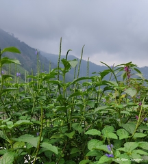 Stachytarpheta urticifolia