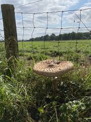 Macrolepiota procera