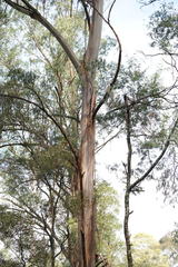 Eucalyptus regnans