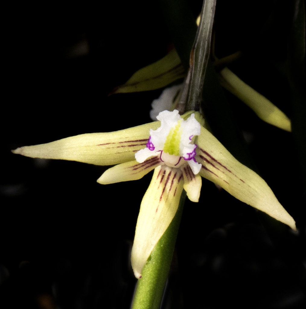 Common Pencil Orchid