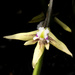 Dendrobium schoeninum - Photo (c) Lynda McPherson, algunos derechos reservados (CC BY-NC), subido por Lynda McPherson
