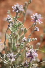 Ptilotus sessilifolius