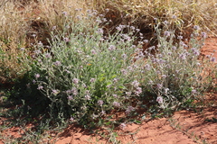 Ptilotus sessilifolius