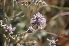 Ptilotus sessilifolius