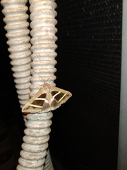 Grammodes bifasciata