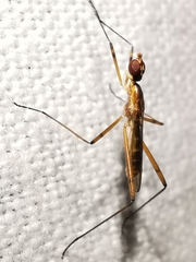 Micropeza grallatrix