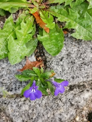 Lobelia erinus