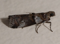 Conobathra hemichlaena