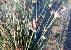 Hellmuthia membranacea