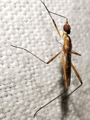 Micropeza grallatrix