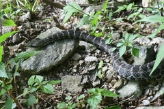 Gloydius intermedius