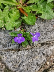 Lobelia erinus