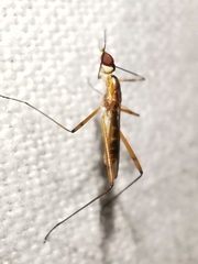 Micropeza grallatrix