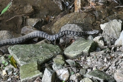 Gloydius intermedius