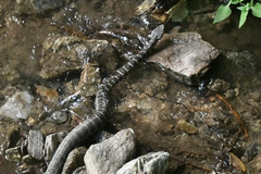 Gloydius intermedius