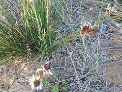 Hellmuthia membranacea