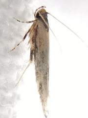 Coccidiphila