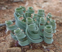 Albuca concordiana
