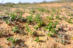 Asparagus multituberosus