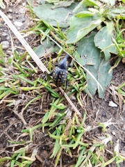 Liparus glabrirostris