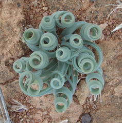 Albuca concordiana