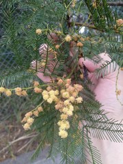 Acacia decurrens