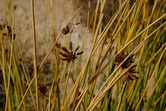 Afroscirpoides dioeca