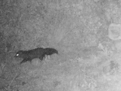 Bdeogale crassicauda