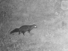 Bdeogale crassicauda